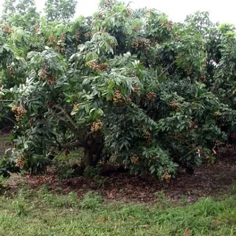 thumbnail for publication: Cultivando longan o mamoncillo en el jardín de su hogar en Florida